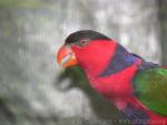 Black-capped lory