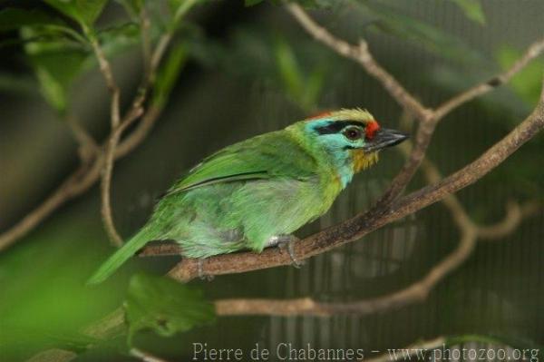 Black-browed barbet *