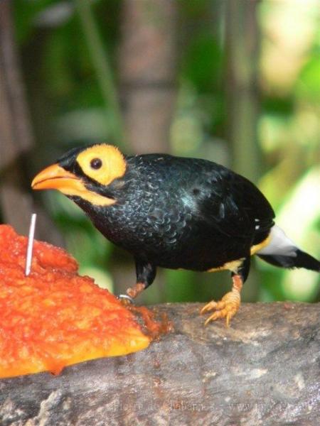 Yellow-faced myna