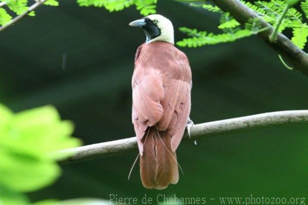 Greater bird-of-paradise *