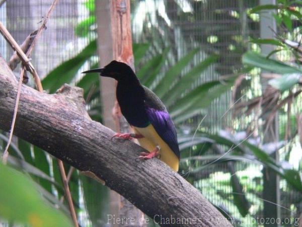 Twelve-wired bird-of-paradise