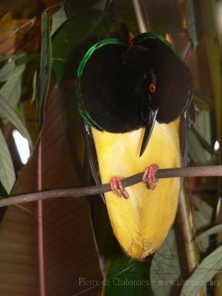 Twelve-wired bird-of-paradise