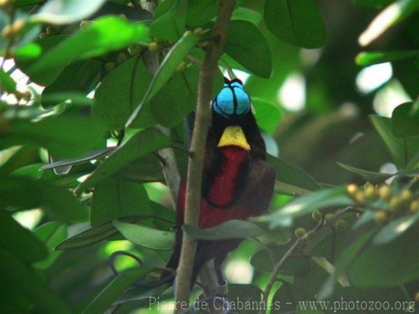 Wilson's bird-of-paradise *