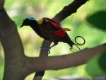 Wilson's bird-of-paradise *