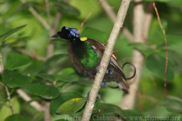 Wilson's bird-of-paradise *