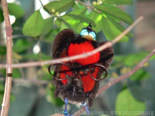 Wilson's bird-of-paradise *