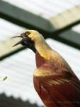 Lesser bird-of-paradise