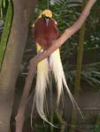 Lesser bird-of-paradise