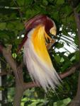 Lesser bird-of-paradise