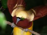 Lesser bird-of-paradise