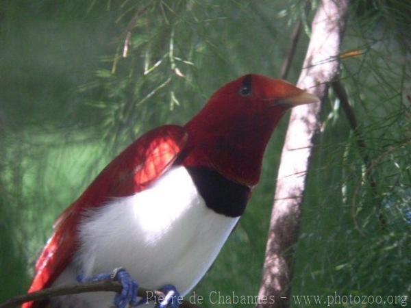 King bird-of-paradise *