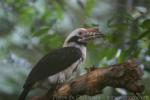 Luzon tarictic hornbill