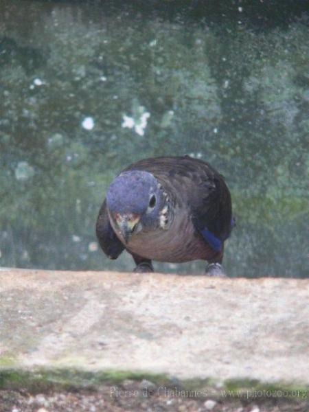 Dusky parrot *