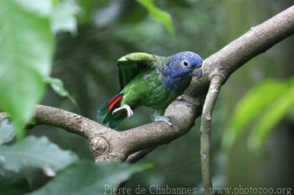 Blue-headed parrot *