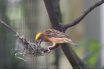 Baya weaver