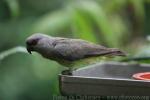 Red-bellied parrot