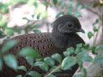 Mountain peacock-pheasant