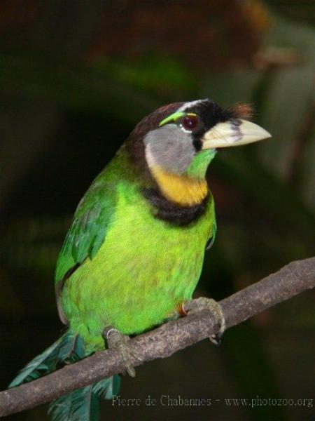 Fire-tufted barbet