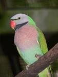 Mainland moustached parakeet