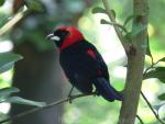 Masked crimson tanager