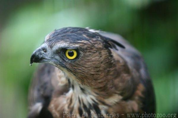 Wallace's hawk-eagle