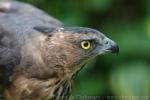 Wallace's hawk-eagle