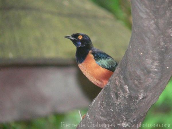 Hildebrandt's starling *