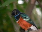 Superb starling