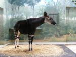 Okapi *