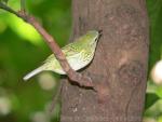 Spotted tanager *