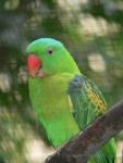 Blue-naped parrot *