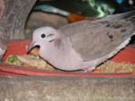 Eared dove