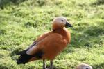 Ruddy shelduck