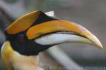 Great hornbill *