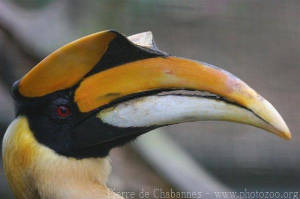 Great hornbill *