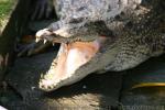 Saltwater crocodile