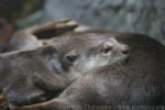 Smooth-coated otter *