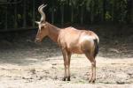 Red hartebeest *