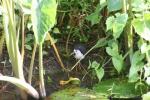 White-breasted waterhen