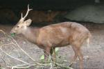 Bawean deer