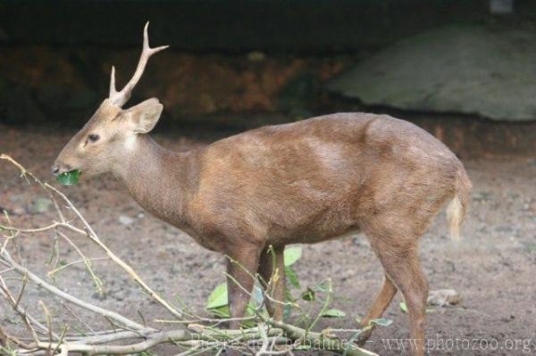 bawean deer