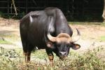 South-East Asian gaur