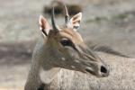 Nilgai