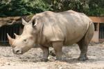 Southern white rhinoceros