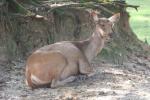 Malayan sambar deer