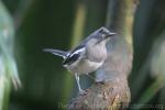 Oriental magpie-robin