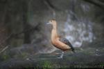 Lesser whistling-duck