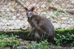 Dusky pademelon