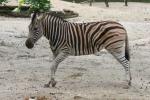 Chapman's zebra