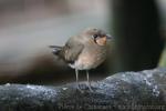 Oriental pratincole